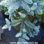 Abies procera Glauca prostrata 2
