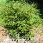 Acer palmatum Kamagata