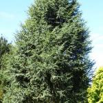 Cedrus atlantica Glauca fastigiata