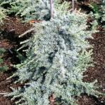 Cedrus libani saphire nymph