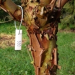 Druk op de foto voor een grote weergave